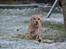 Cocker spaniel Cocio  - 2014 - årets første sne