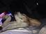 Beagle salus plet