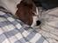 Beagle salus plet