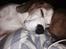 Beagle salus plet
