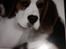Beagle salus plet