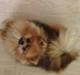 Pomeranian Misha