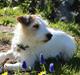 Parson russell terrier Zanira Pepsi