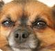 Chihuahua Coco