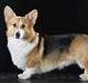 Welsh corgi pembroke Dideriksen´s Egon Olsen