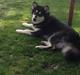 Alaskan malamute EnapaySpirit Learn To Love Aganin (Frida)