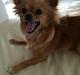 Chihuahua Isa