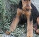 Airedale terrier Shadow Of Aire Love Song