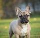 Fransk bulldog William