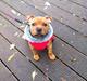 Staffordshire bull terrier Deluxe Staffs Cassiopeia "Cassi"