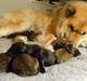 Eurasier Akema