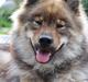 Eurasier A'ida