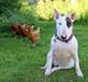 Bullterrier WB's Adorable Disney