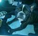 Fransk bulldog Mayer