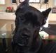 Cane corso Marco