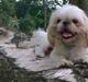 Shih tzu Hector