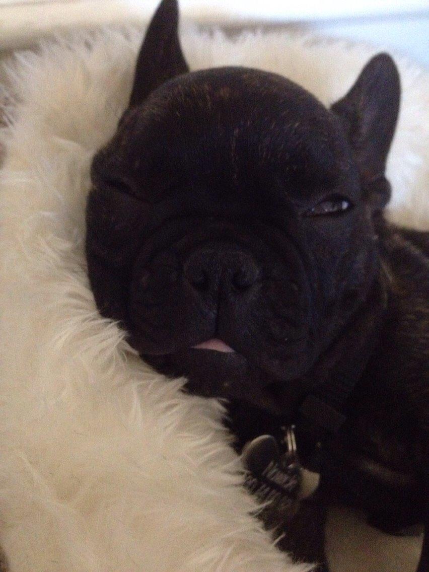 Fransk bulldog Venges Marseille "Bodil" billede 7