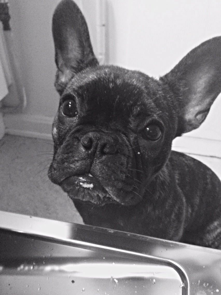 Fransk bulldog Venges Marseille "Bodil" - Jeg har THIVERTHIFALD ikke været i opvaskemaskinen, moar! (5 måneder gammel!) billede 3