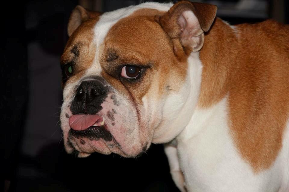 Blanding af racer William billede 44