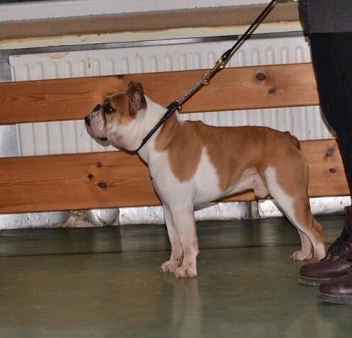 Blanding af racer William billede 45