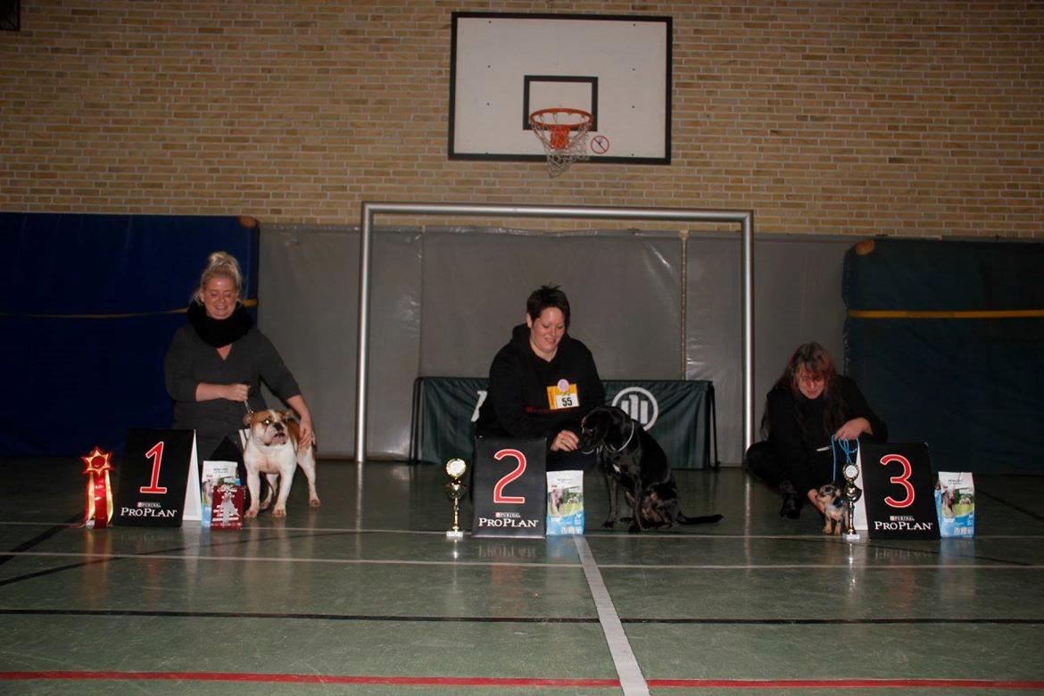 Blanding af racer William billede 46