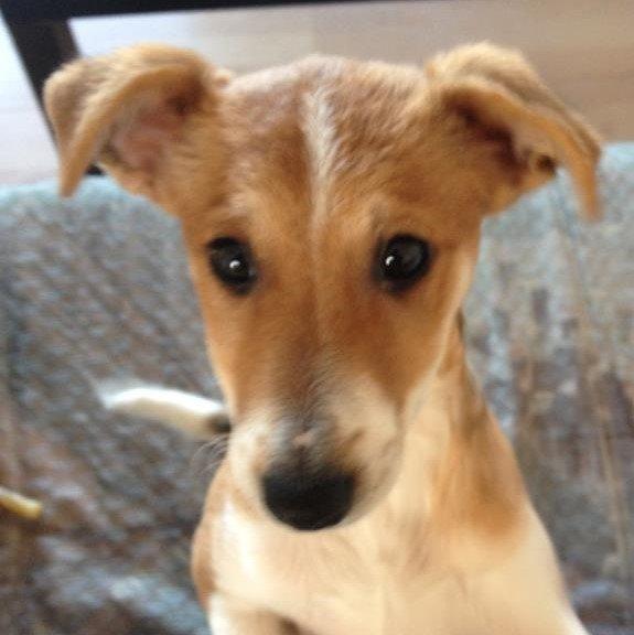 Blanding af racer Brandalarmen Anton billede 8