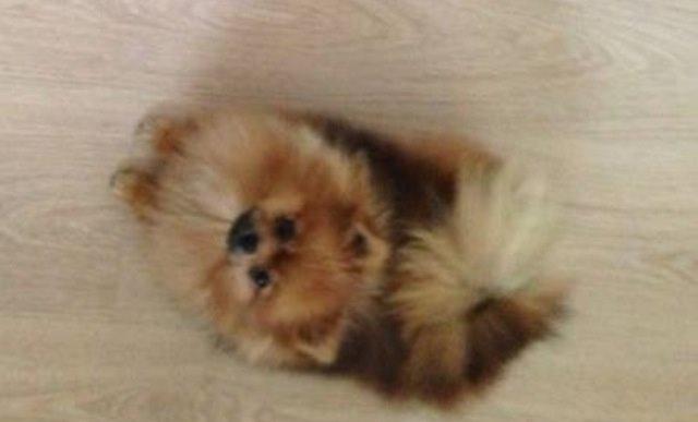 Pomeranian Misha billede 14