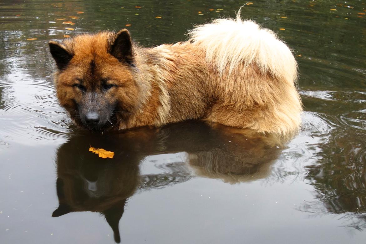 Eurasier Sally billede 10