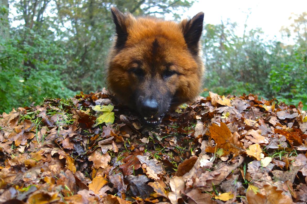 Eurasier Sally billede 9