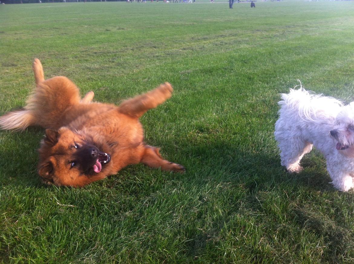 Eurasier Sally billede 26