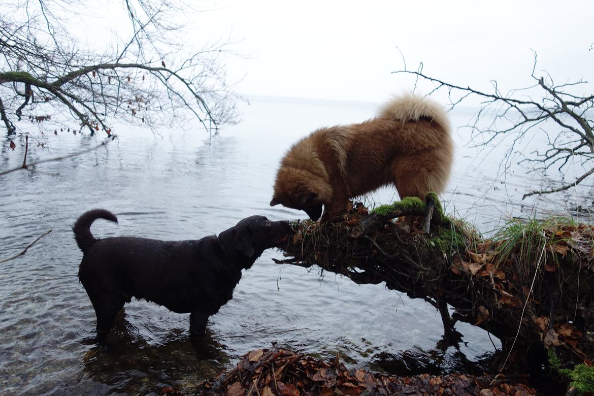 Eurasier Sally billede 11