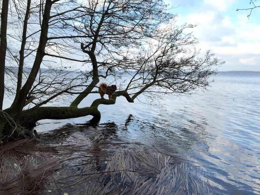 Eurasier Sally billede 12