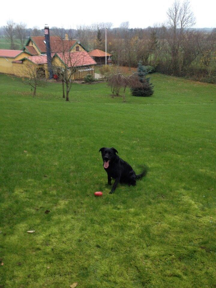 Blanding af racer Congo<3 R.I.P. ;( billede 10