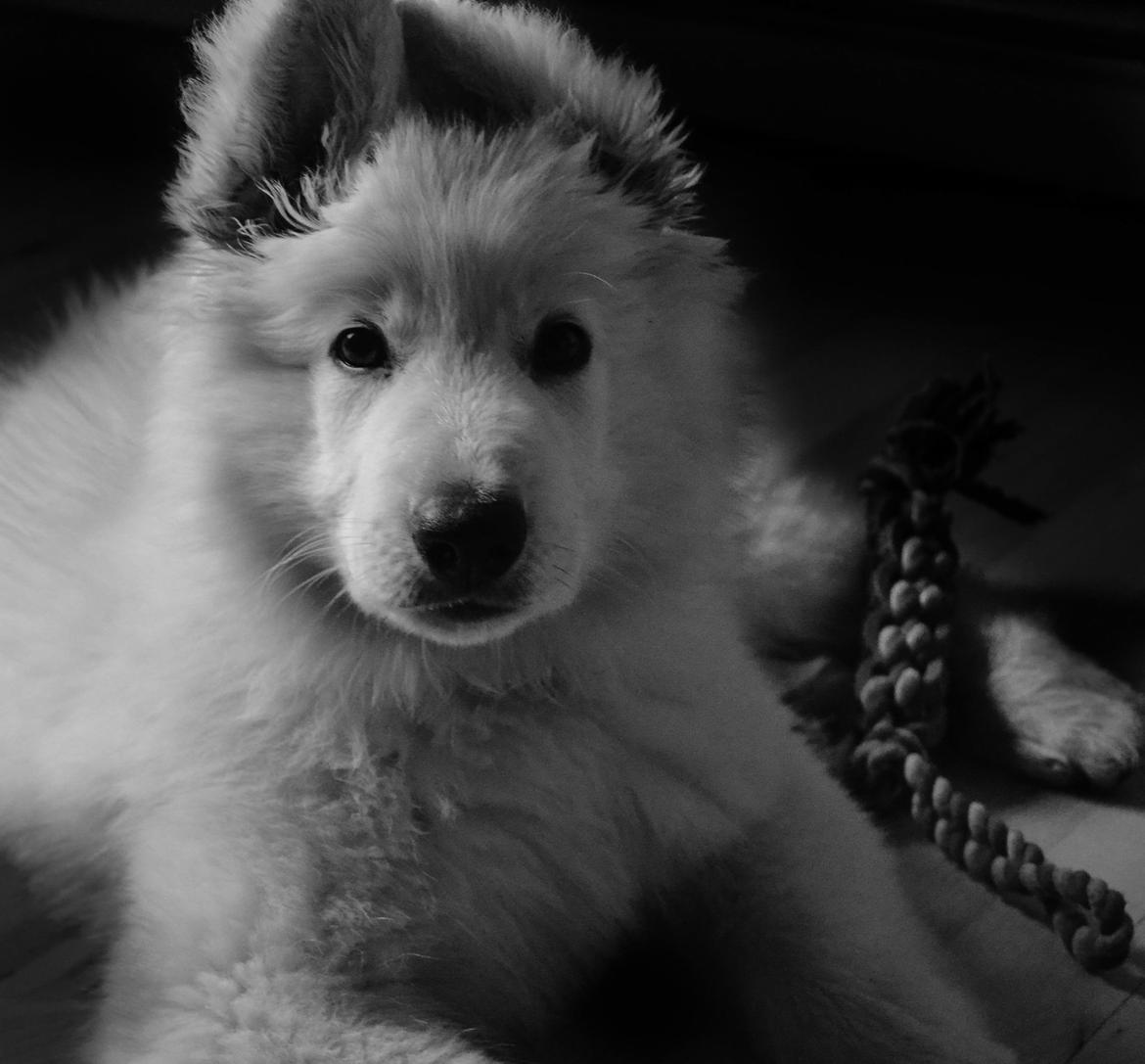 Hvid schæfer Mesh billede 7