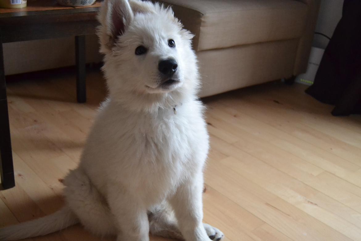 Hvid schæfer Mesh billede 20