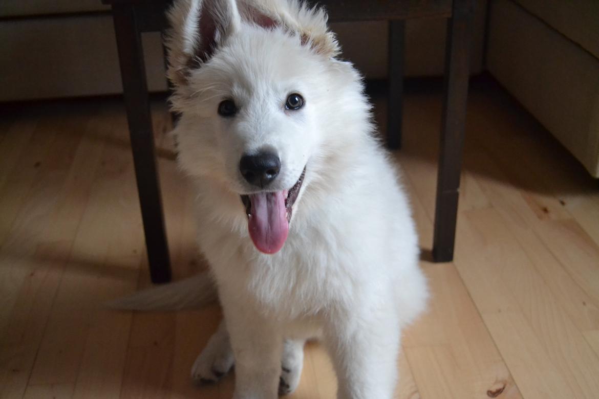 Hvid schæfer Mesh billede 21