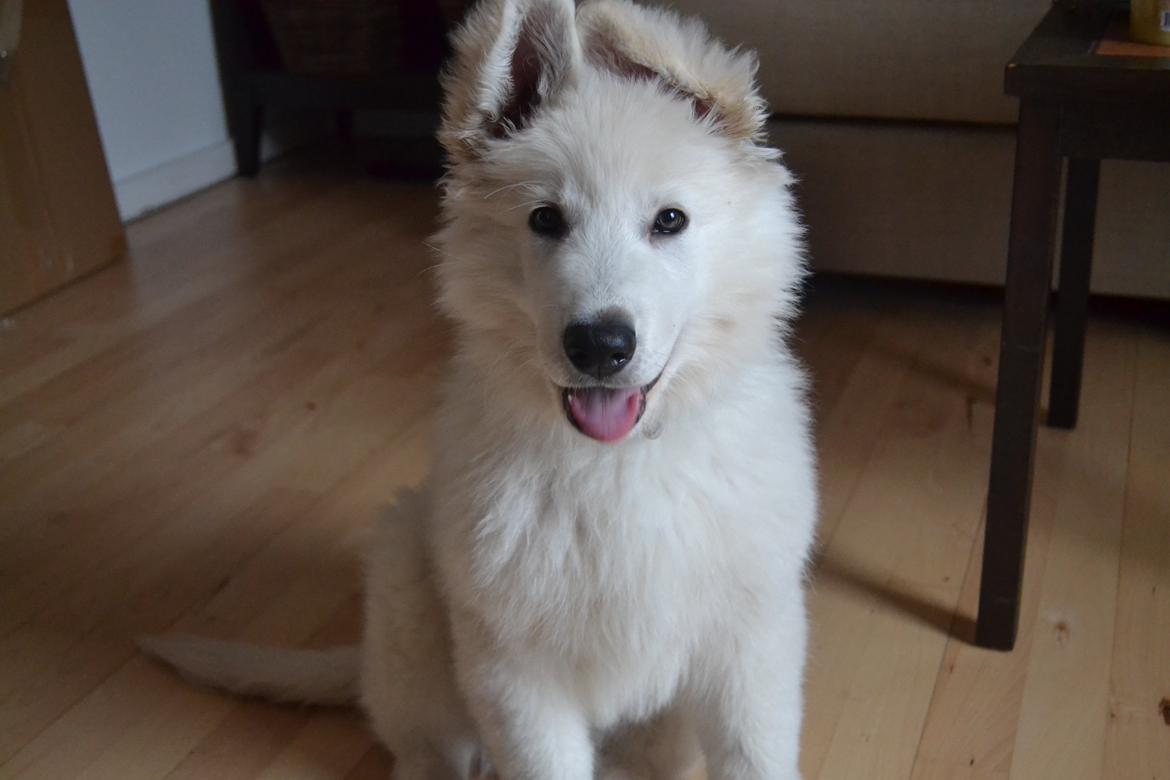 Hvid schæfer Mesh billede 22