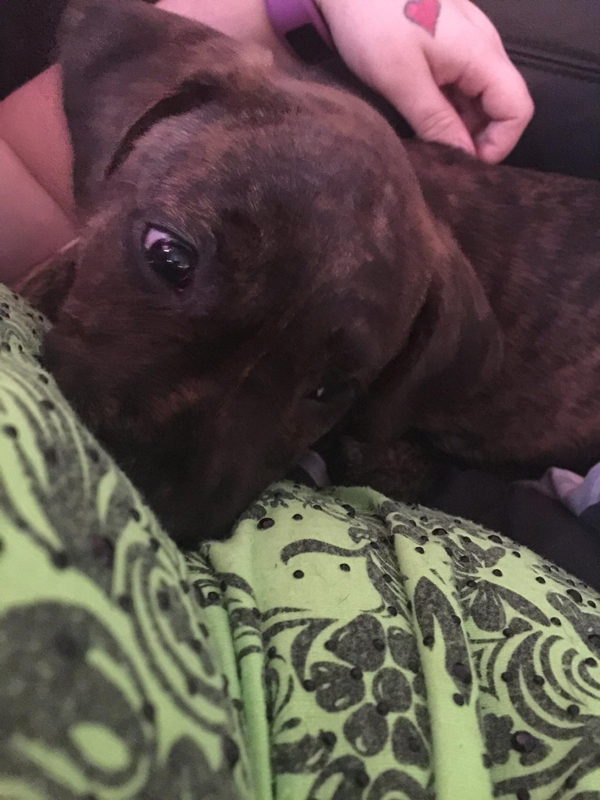 Blanding af racer Sif billede 45