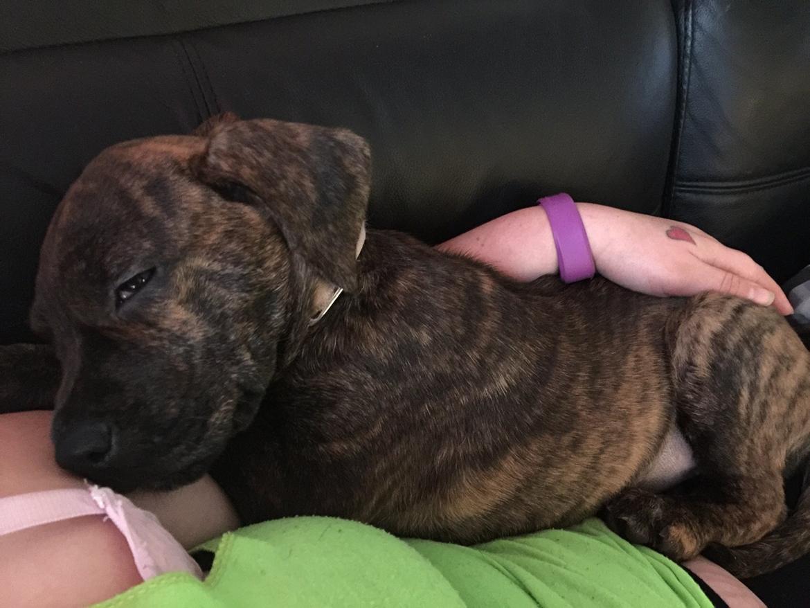 Blanding af racer Sif billede 44