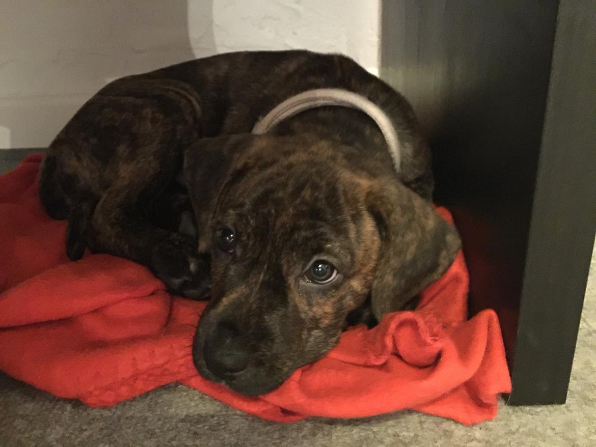 Blanding af racer Sif billede 46