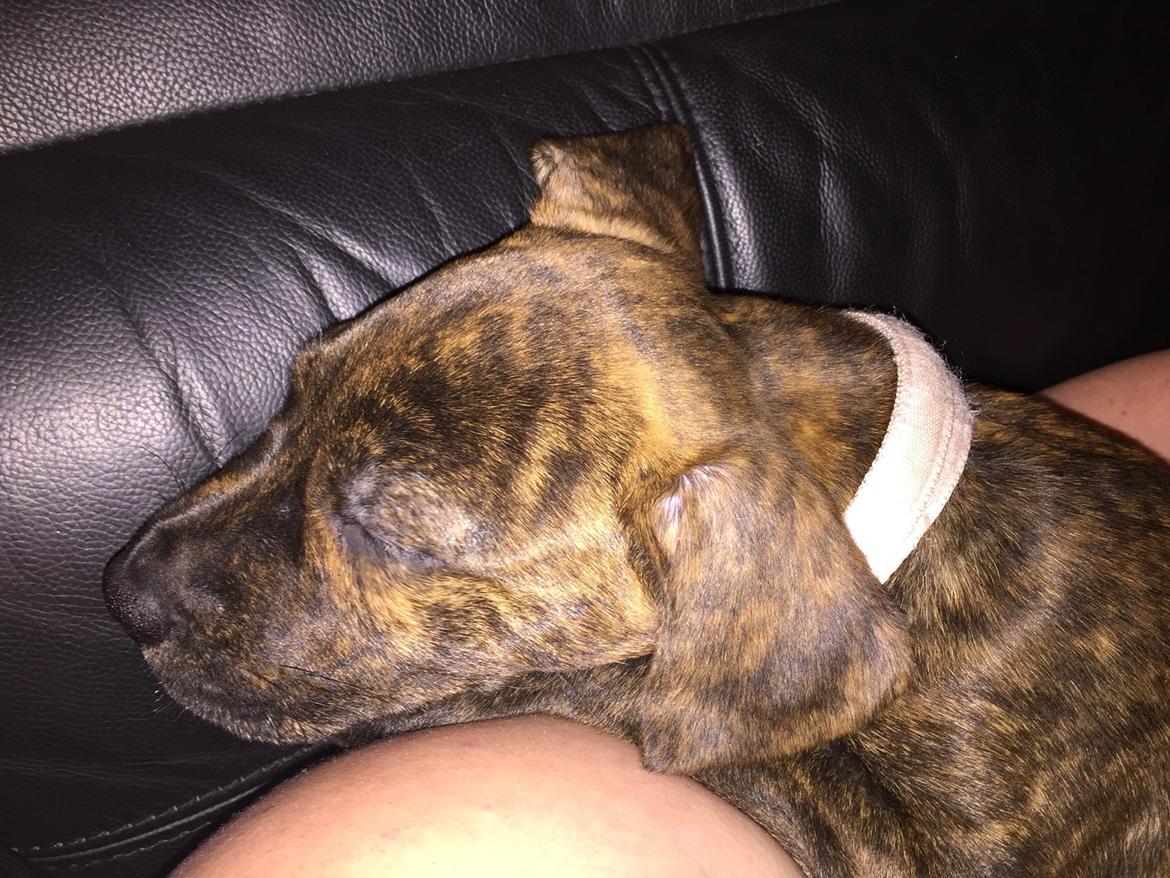 Blanding af racer Sif billede 29