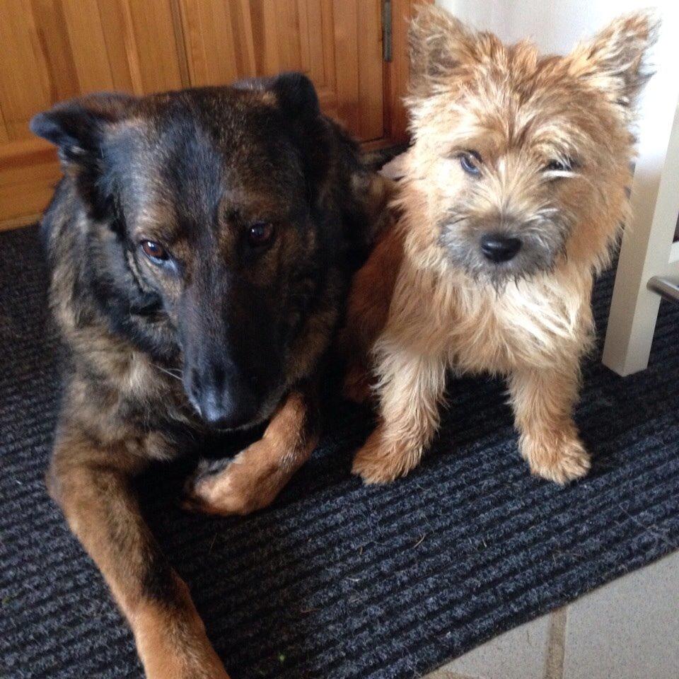 Cairn terrier Nibstrup Disa (Tulle) billede 4