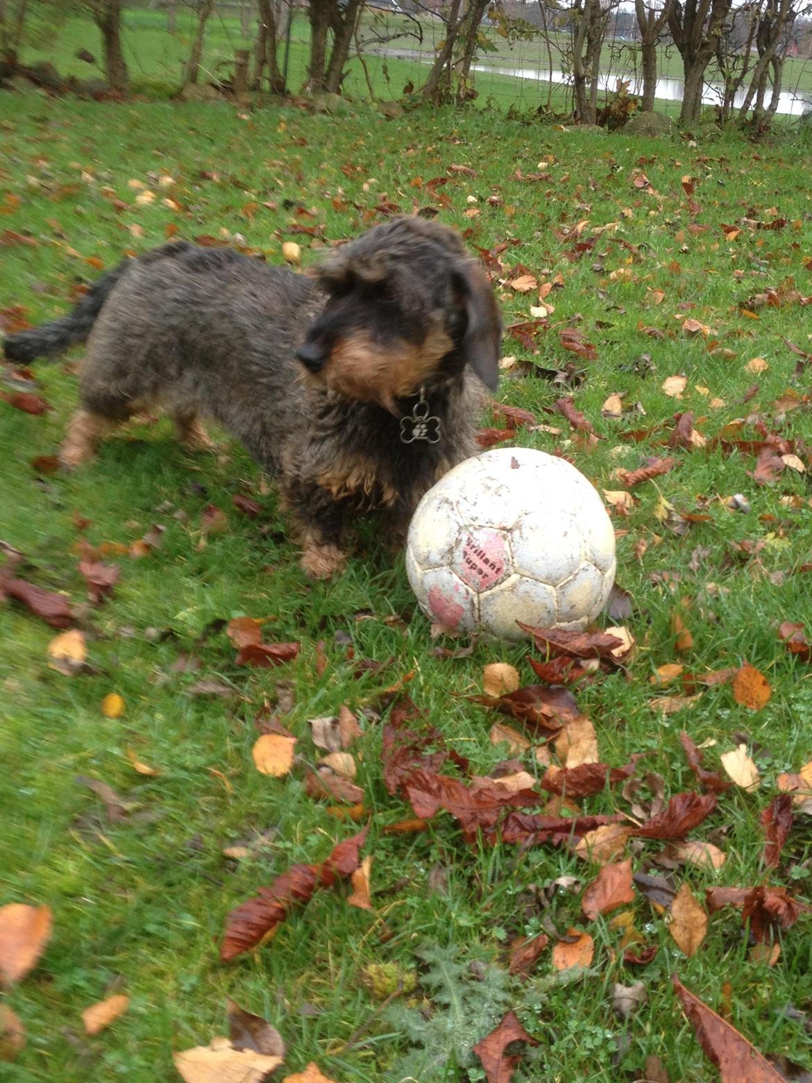 Dværggravhund Sally billede 24