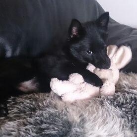 Schipperke Røndesminde's Xander(bølle) billede 1