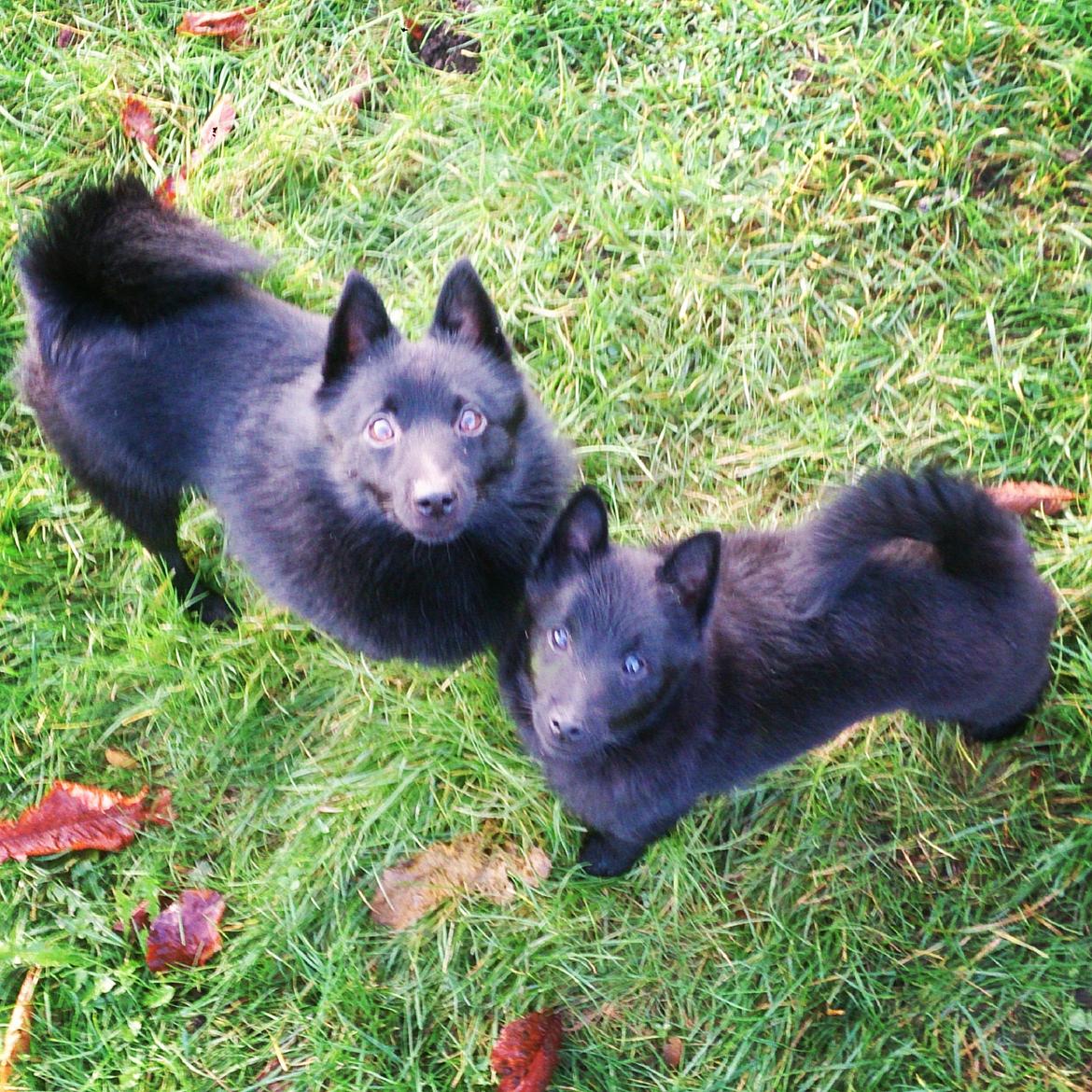 Schipperke Røndesminde's Xander(bølle) billede 7