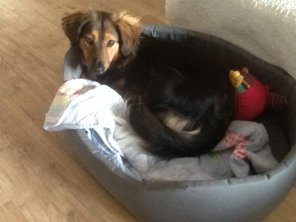 Blanding af racer Mika billede 1