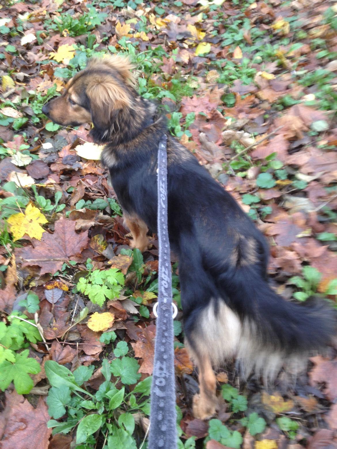 Blanding af racer Mika billede 2