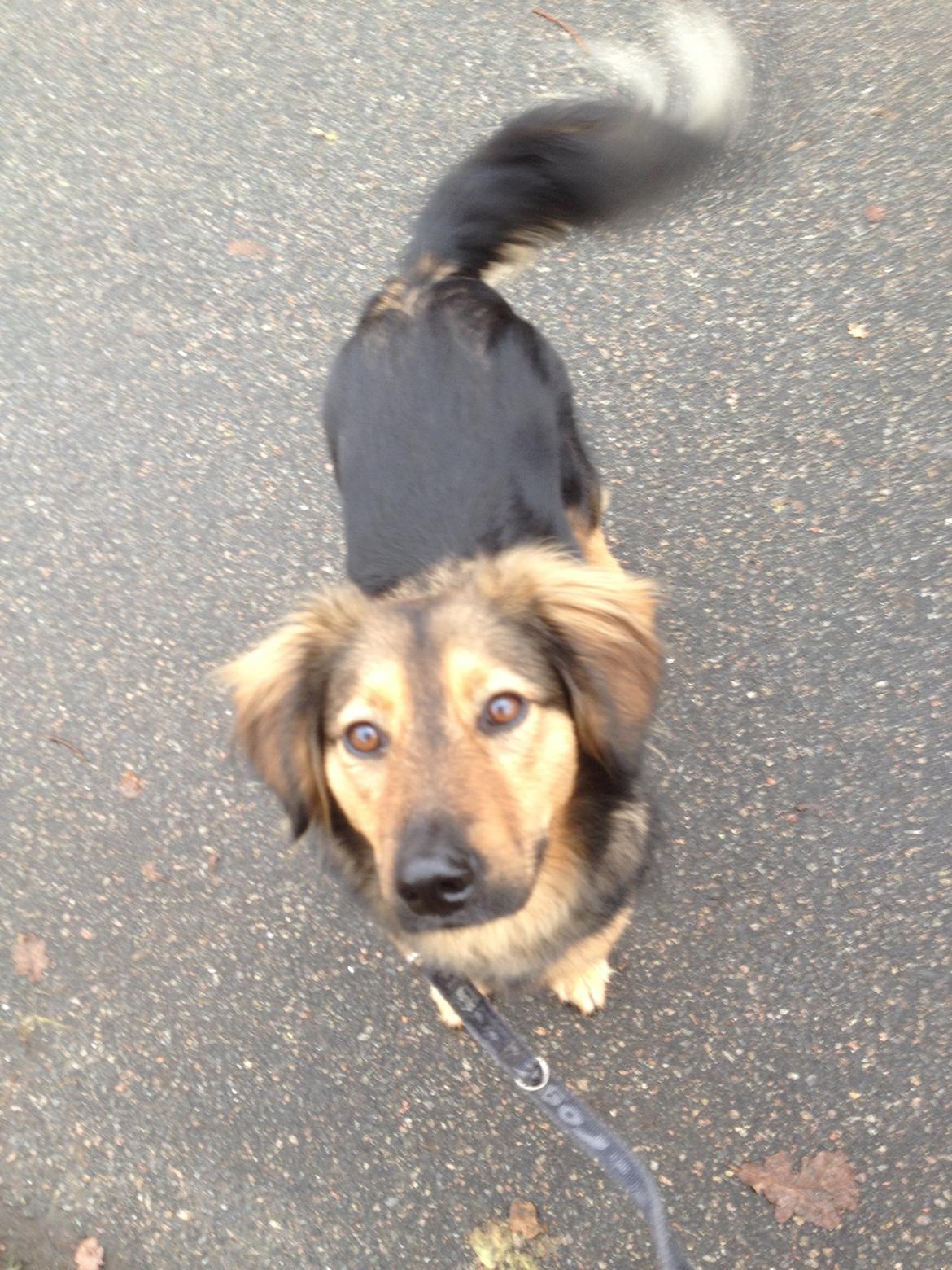 Blanding af racer Mika billede 4