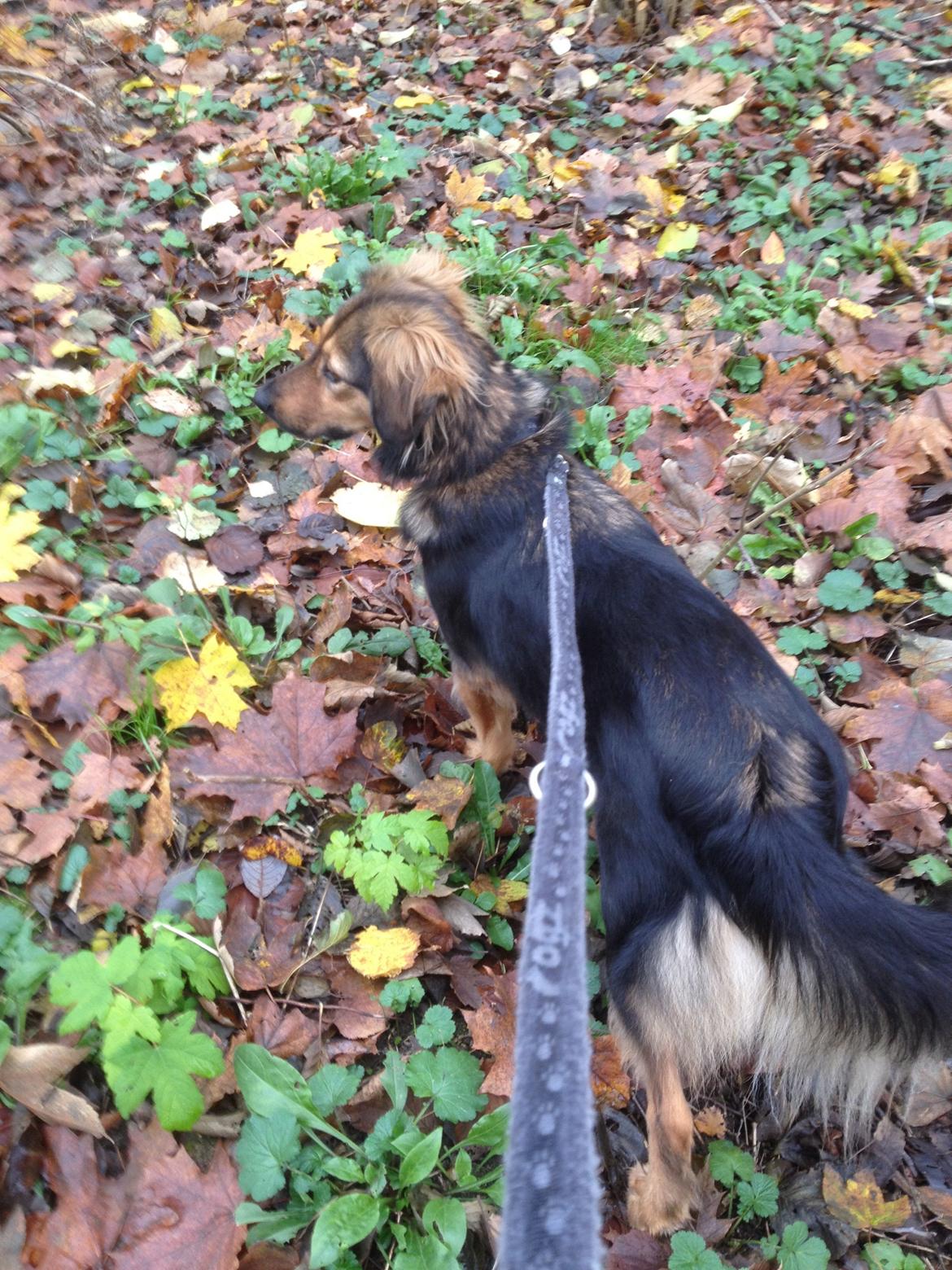 Blanding af racer Mika billede 5