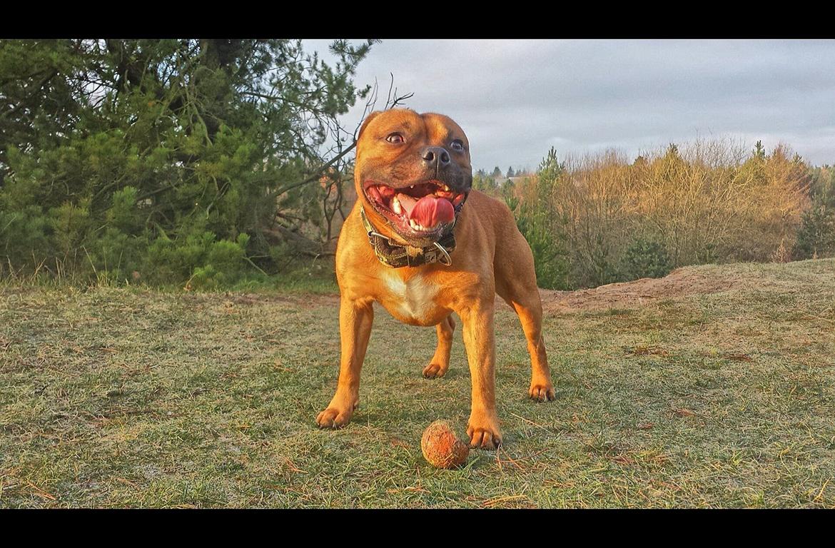 Staffordshire bull terrier Cooper billede 12